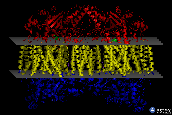 Membrane view of 1v55
