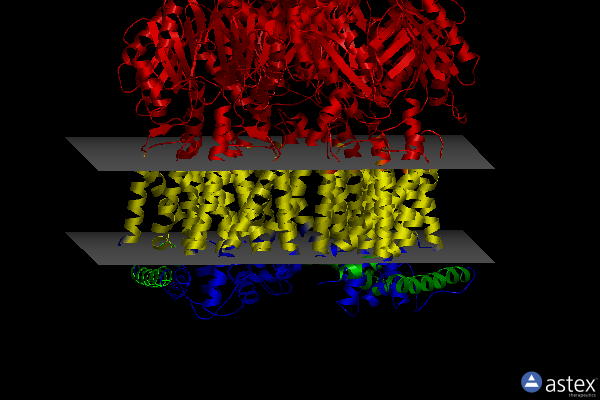Membrane view of 2hrt