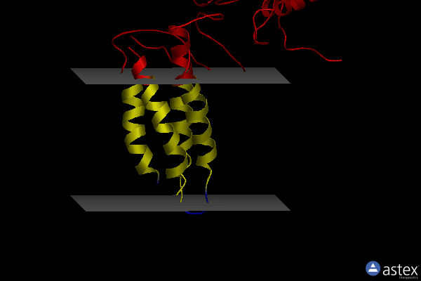Membrane view of 2leg