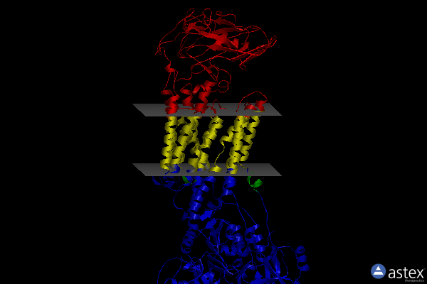 Membrane view of 5avv