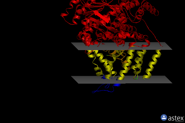 Membrane view of 5x41