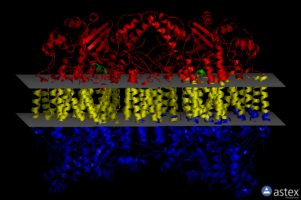 Membrane view of 5xdx