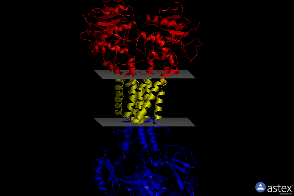 Membrane view of 7arm