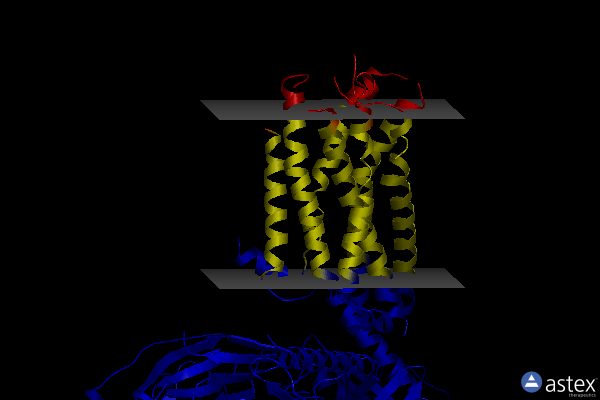 Membrane view of 8dpf