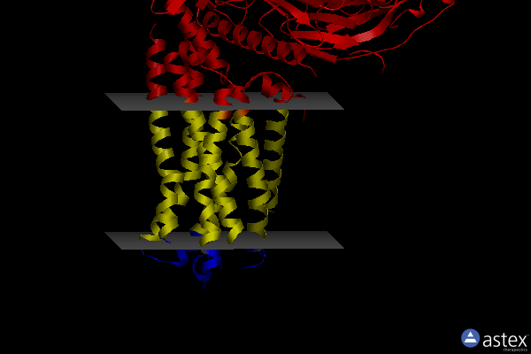Membrane view of 8dph