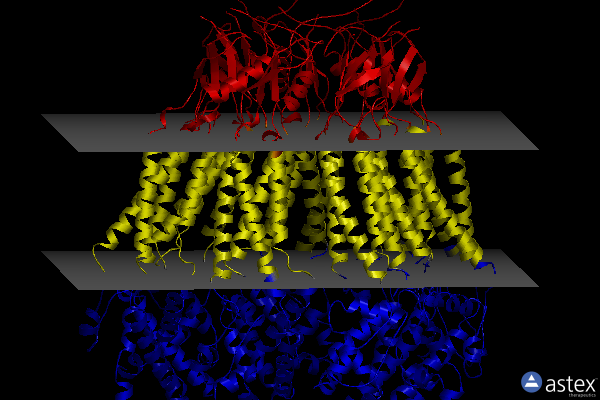 Membrane view of 8dxp