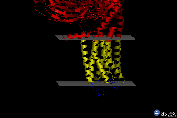 Membrane view of 8gut