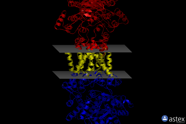 Membrane view of 8hpm