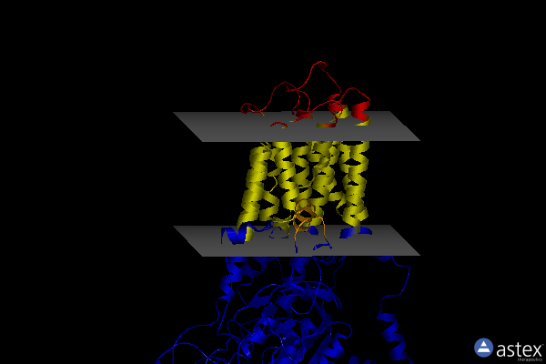 Membrane view of 8ies