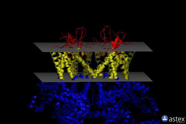 Membrane view of 8sex
