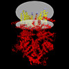 Membrane view of 8sli
