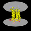 Membrane view of 8wlk