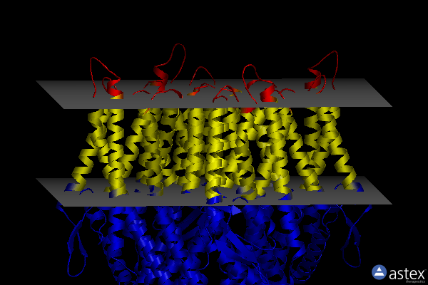 Membrane view of 8x82