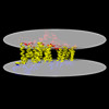 Membrane view of 8y86